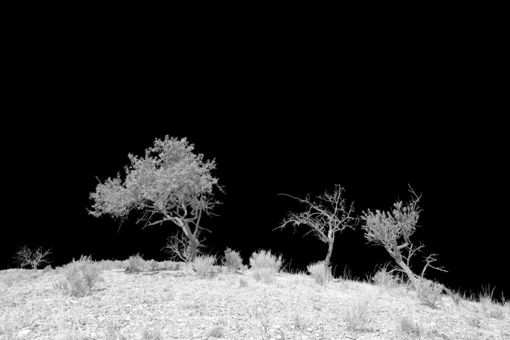 Black landscape