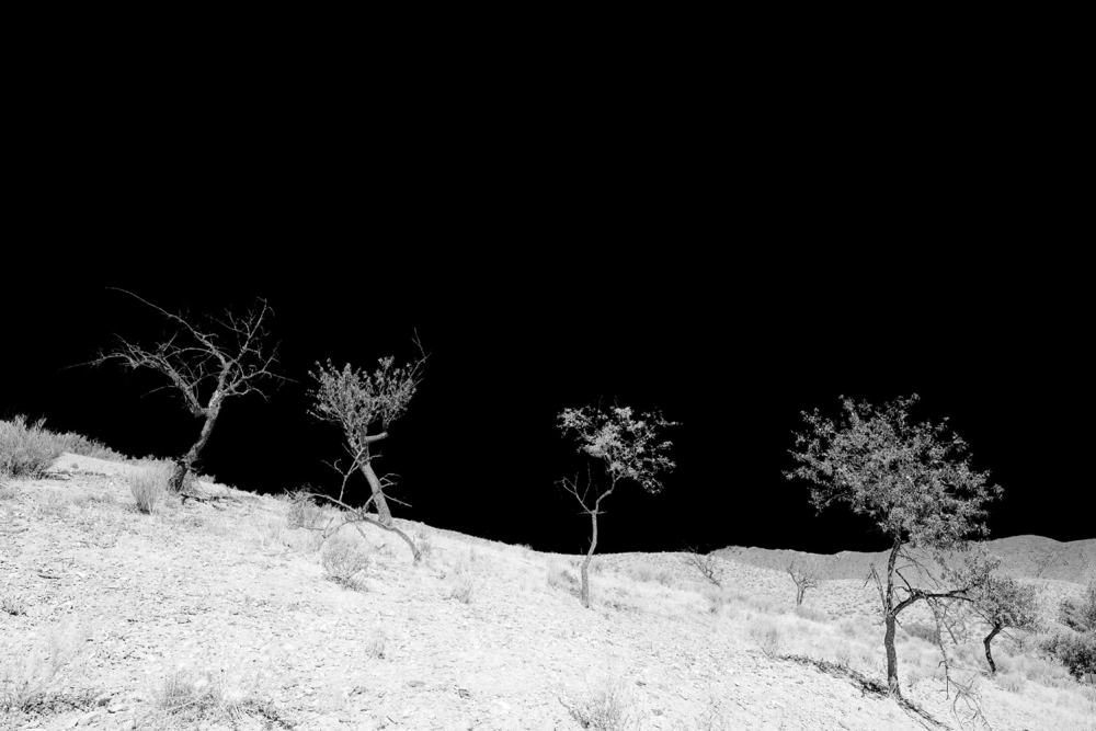 Black landscape