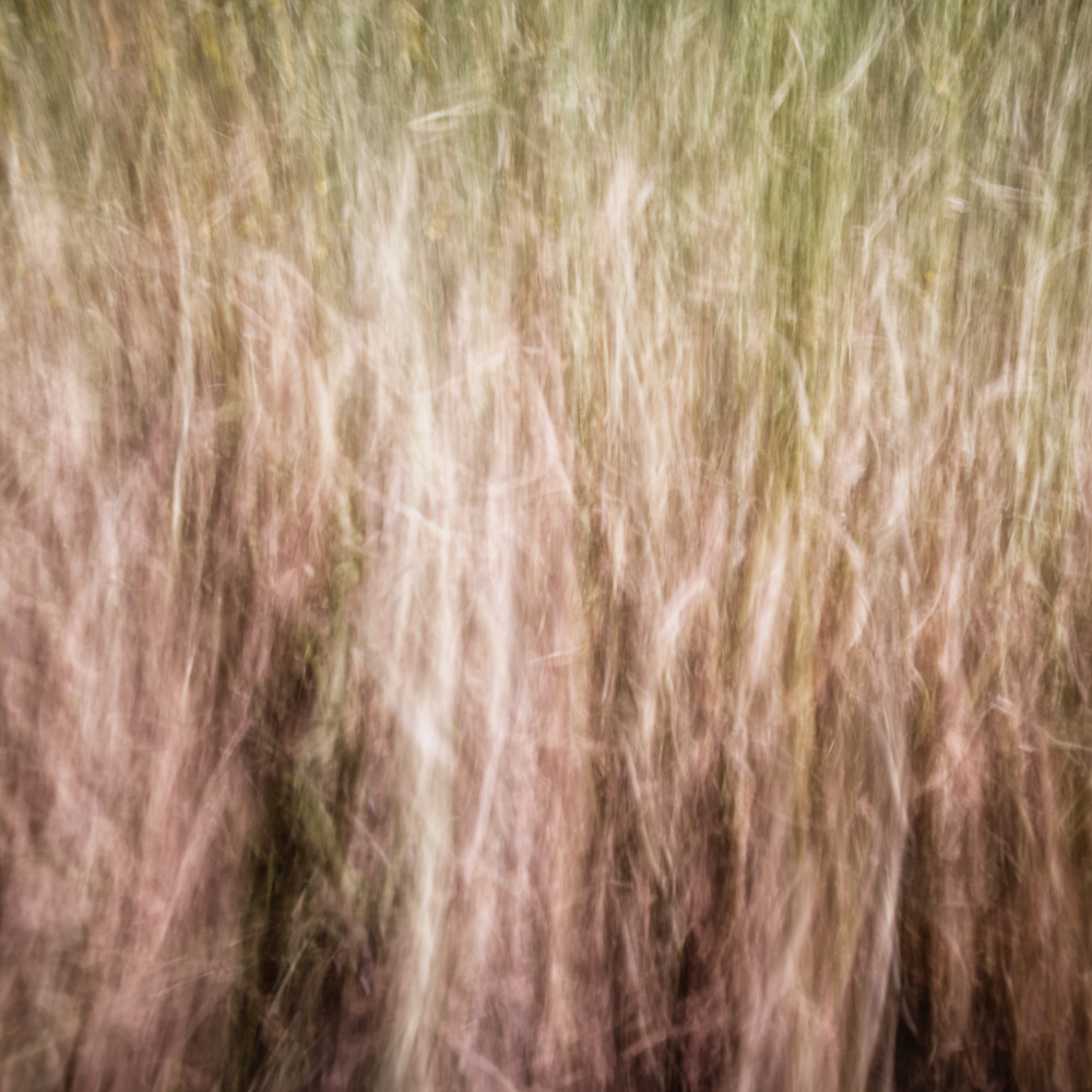 Daydream Fields
