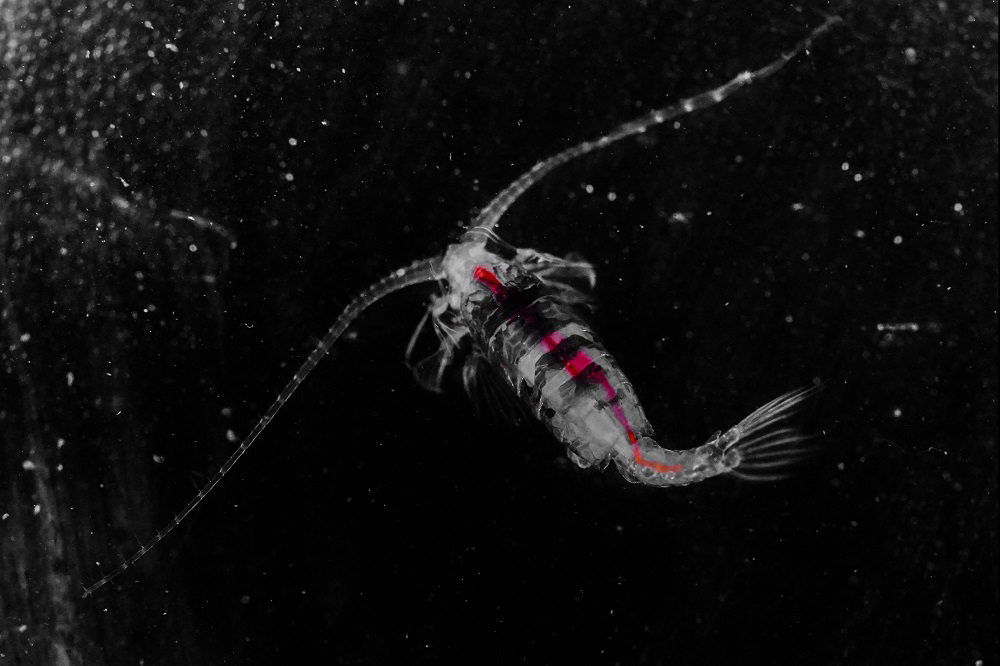 Beauty from Deep Sea - Gaussia princeps