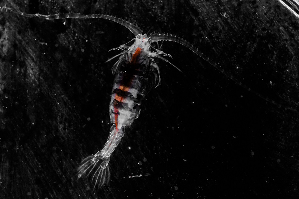 Beauty from Deep Sea - Gaussia princeps
