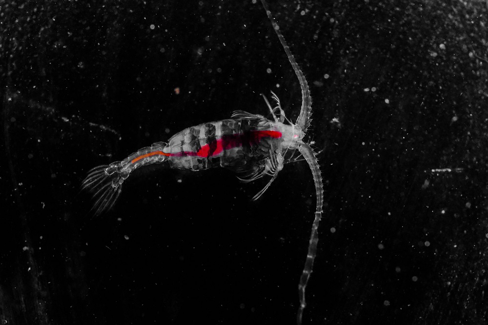 Beauty from Deep Sea - Gaussia princeps