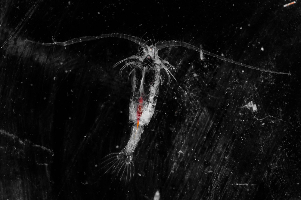 Beauty from Deep Sea - Gaussia princeps