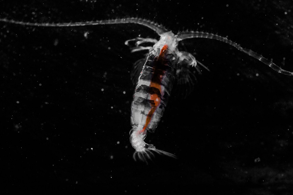 Beauty from Deep Sea - Gaussia princeps