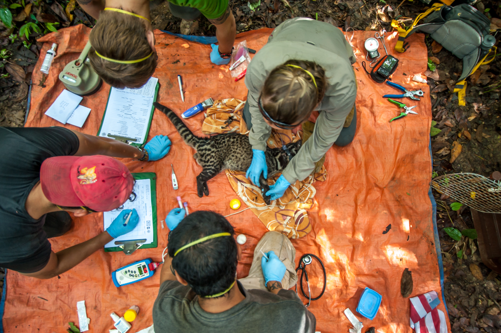 The scientists whose work is helping save Borneo's enigmatic animals