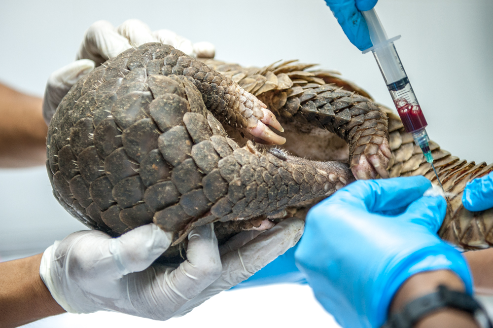 The scientists whose work is helping save Borneo's enigmatic animals