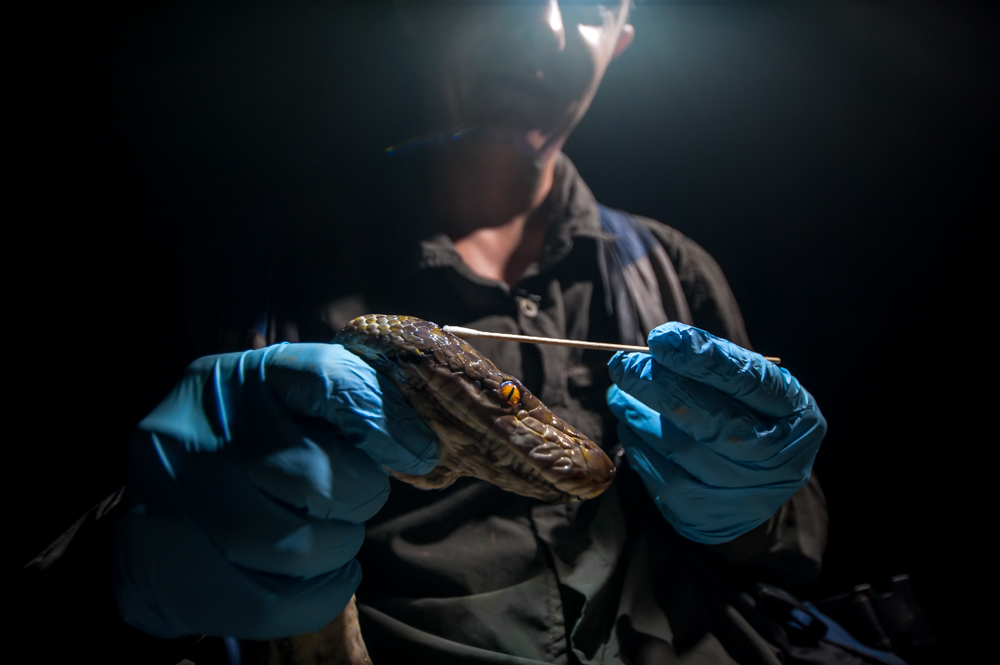 The scientists whose work is helping save Borneo's enigmatic animals