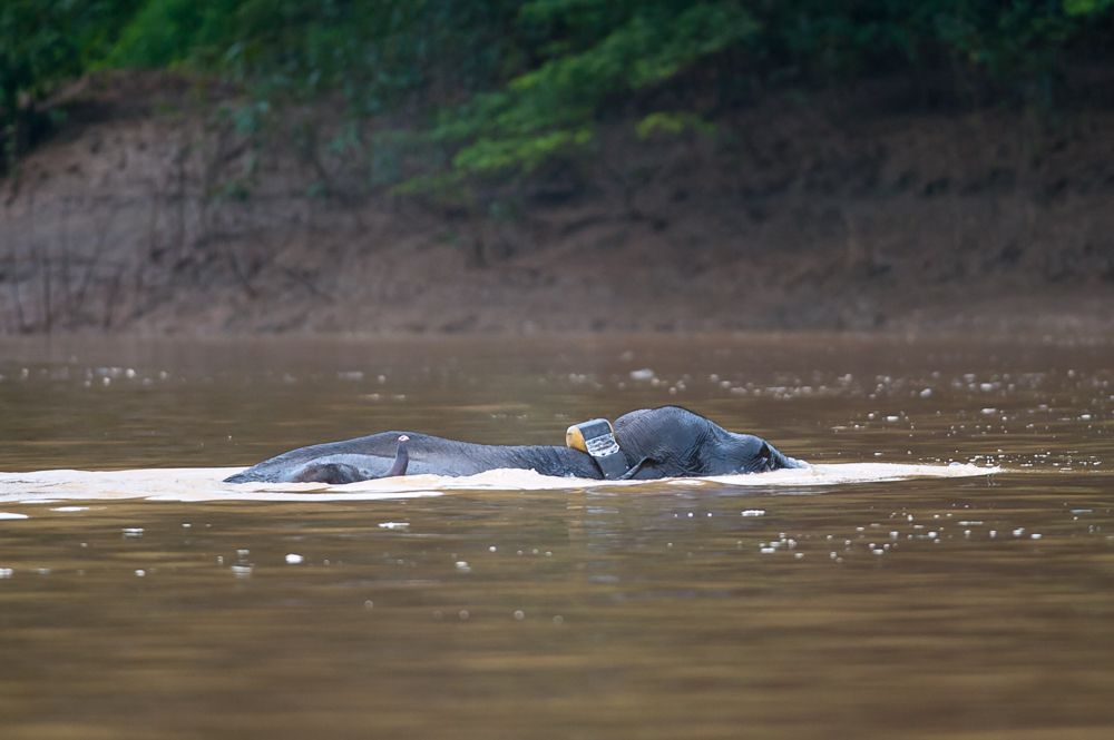 The scientists whose work is helping save Borneo's enigmatic animals