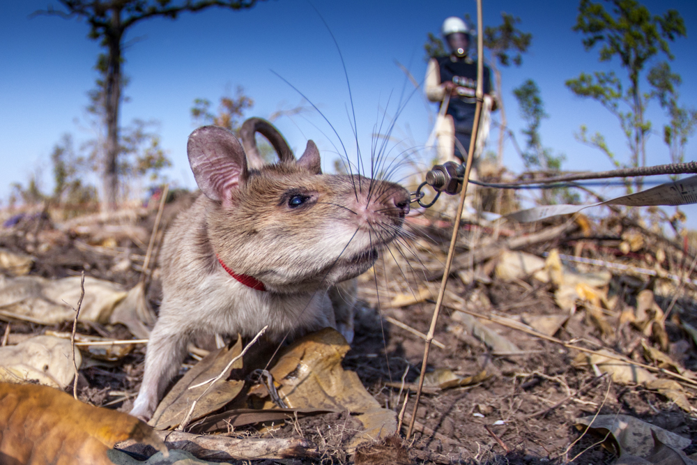 Cambodia's Landmine Crisis and the Hero Rats