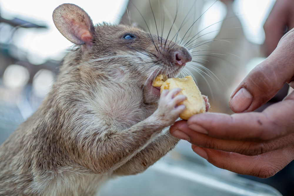 Cambodia's Landmine Crisis and the Hero Rats