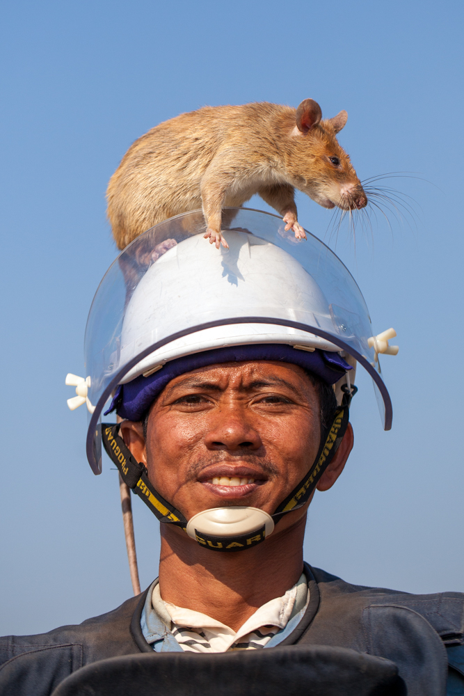 Cambodia's Landmine Crisis and the Hero Rats