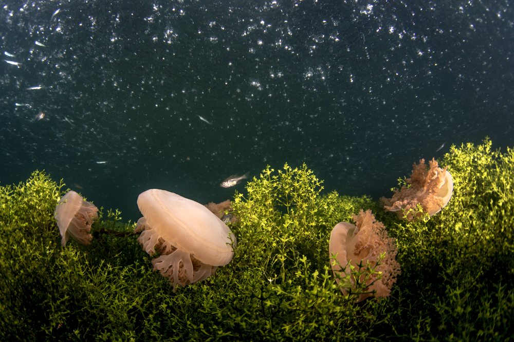 Upside-down jellyfish in 'space'