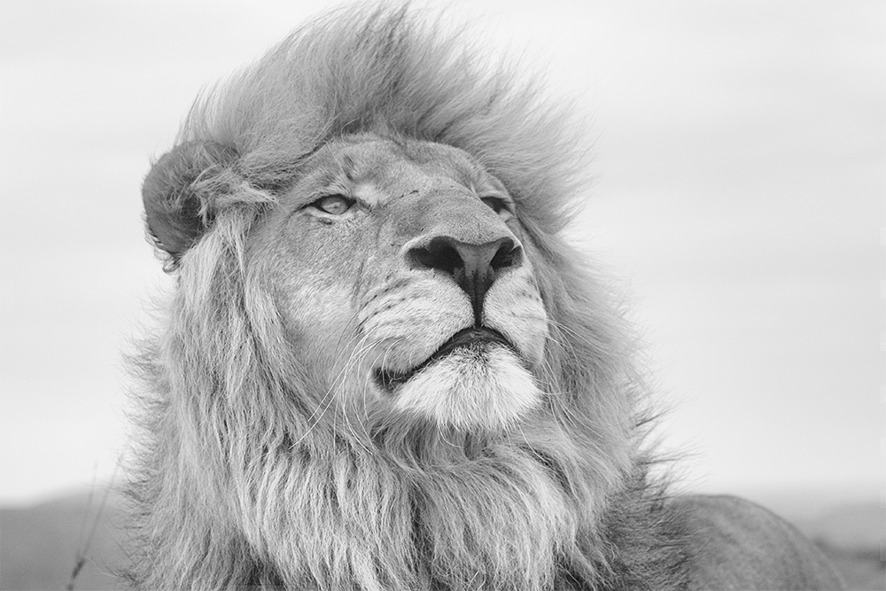 A portrait form the wilderness in high key