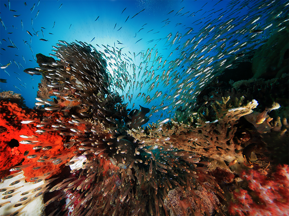 Explosion of Life