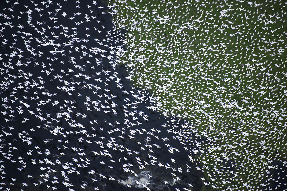 A thousand birds