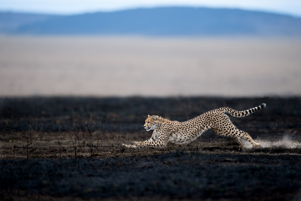 Dusty Chase