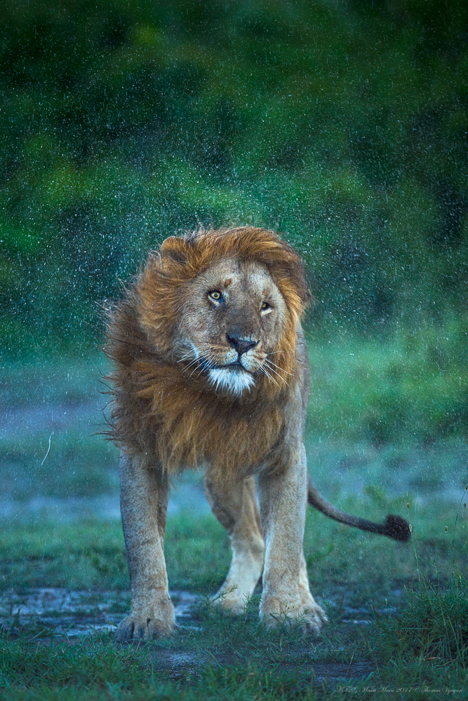 Shake It Off