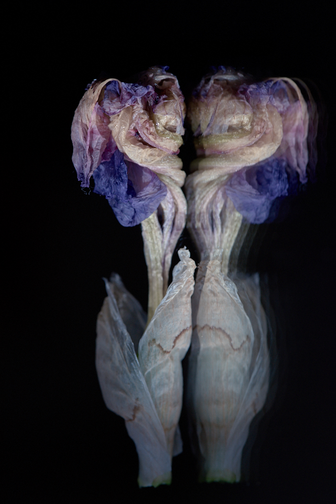 Iris germanica