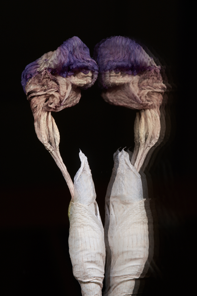 Iris germanica