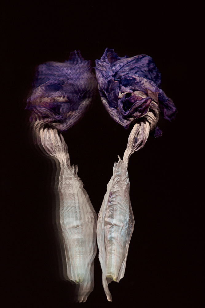Iris germanica