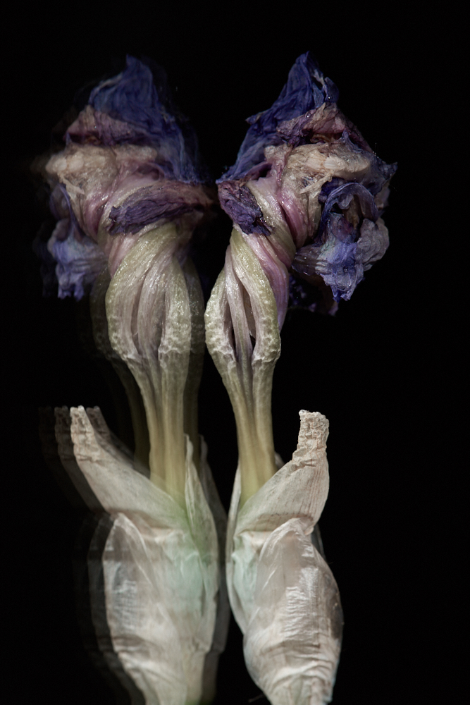 Iris germanica