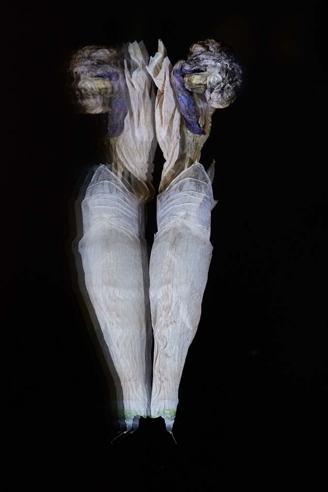 Iris germanica