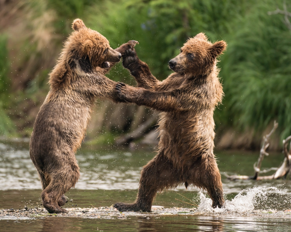 Sparring Cubs