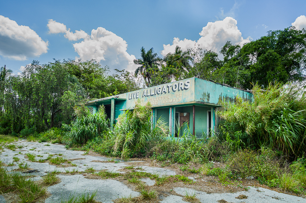 Lost Alligators