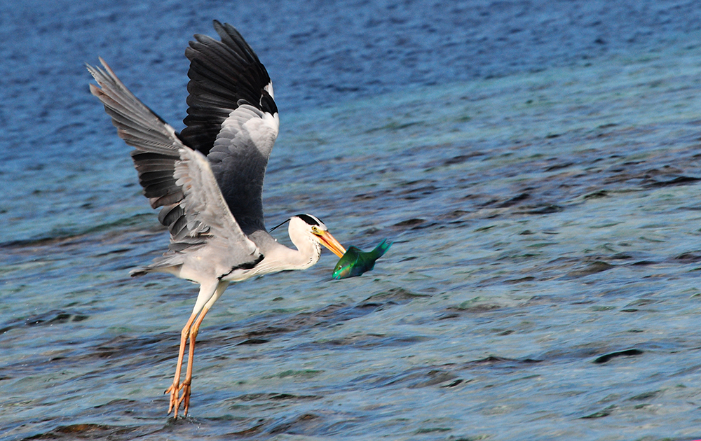 Fight for fish