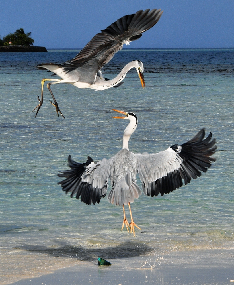 Fight for fish
