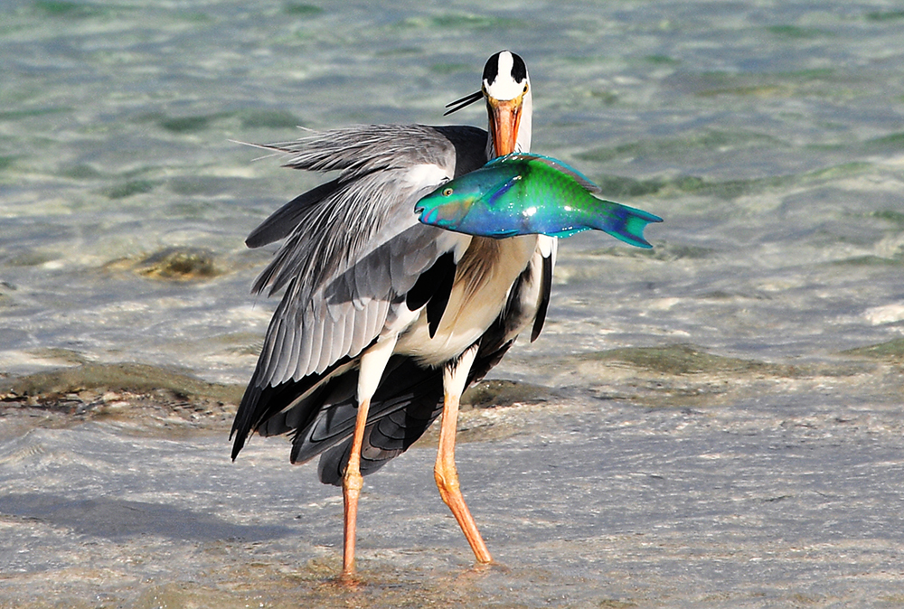 Fight for fish