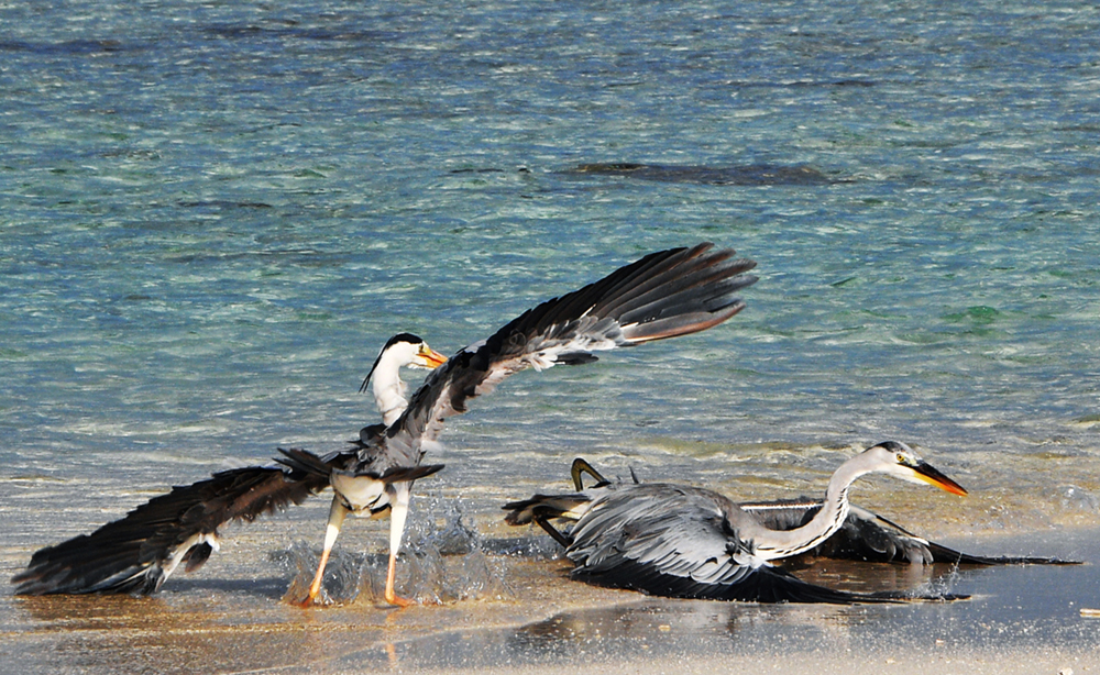 Fight for fish