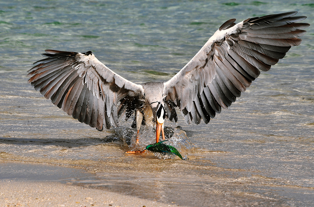 Fight for fish