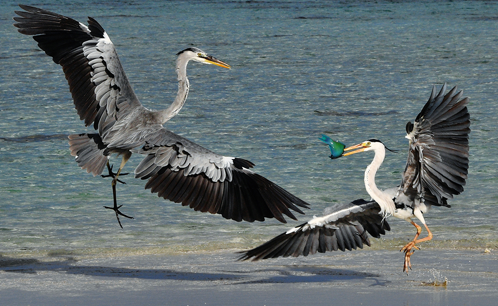 Fight for fish