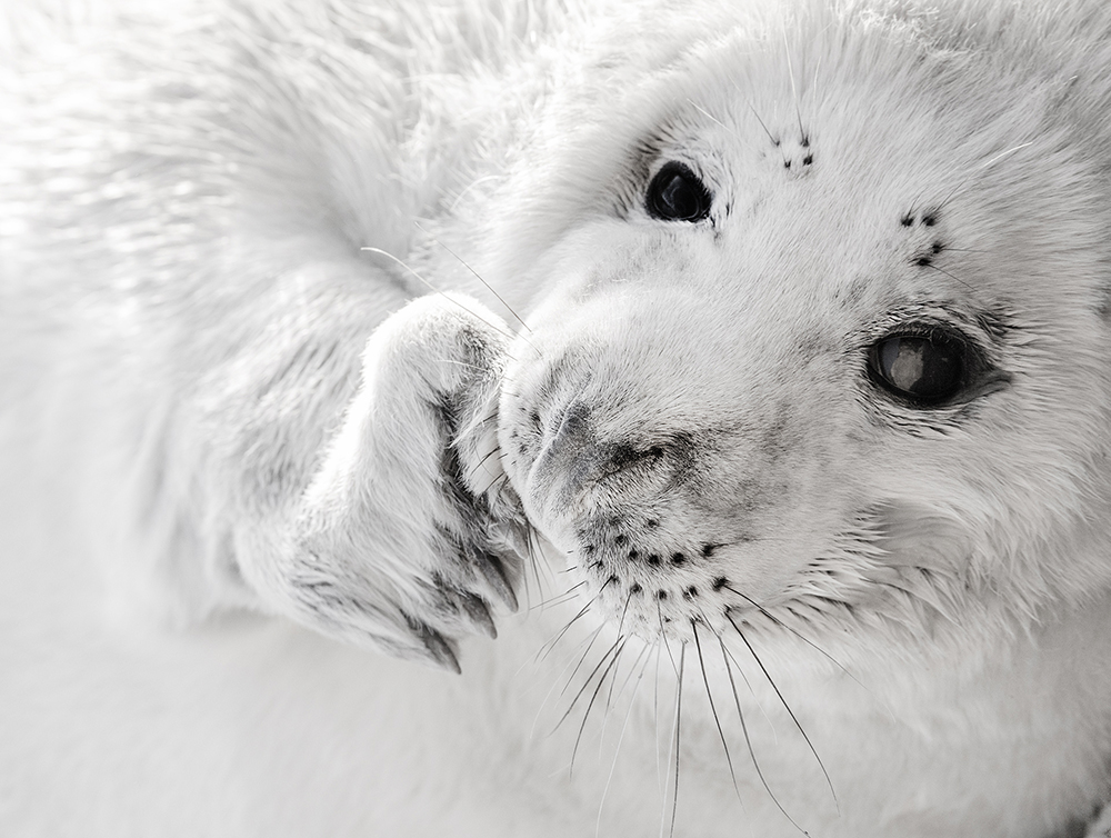 Black and White Grey Seal