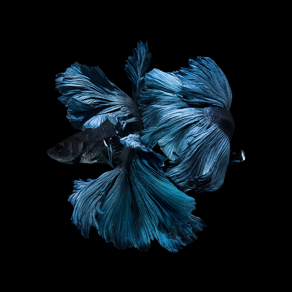 The Elegant of Siamese Fighting Fish