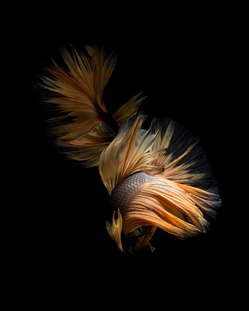 The Elegant of Siamese Fighting Fish