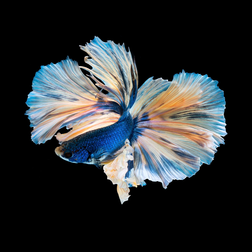 The Elegant of Siamese Fighting Fish