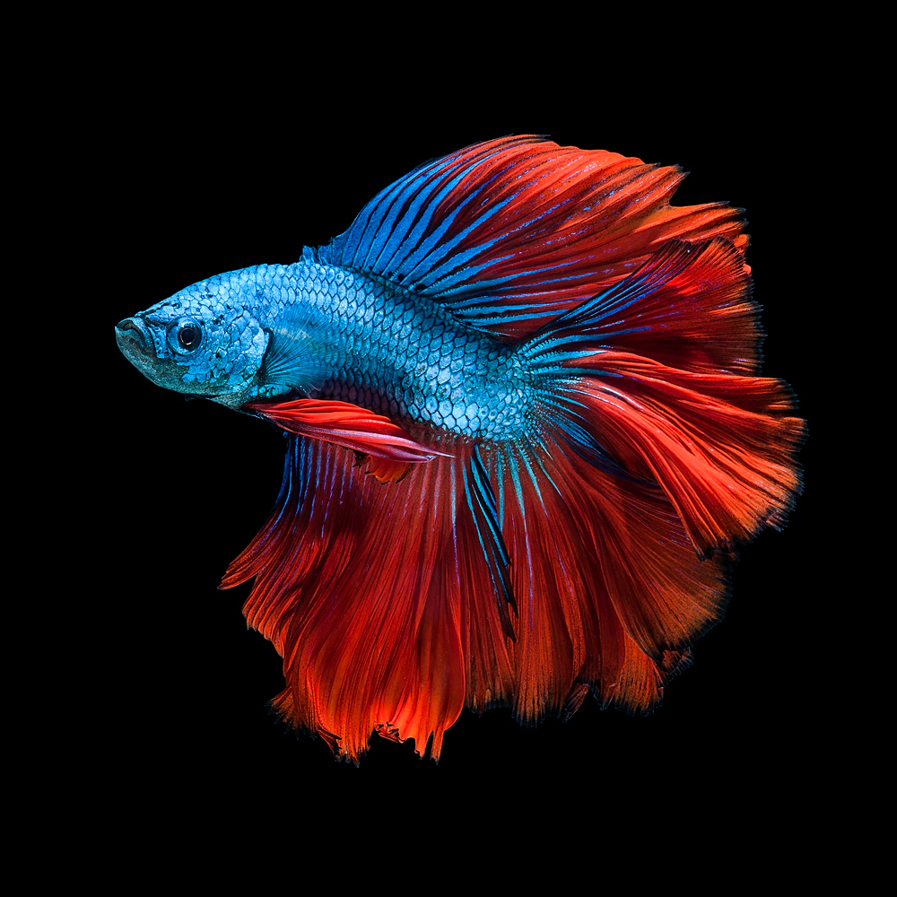 The Elegant of Siamese Fighting Fish
