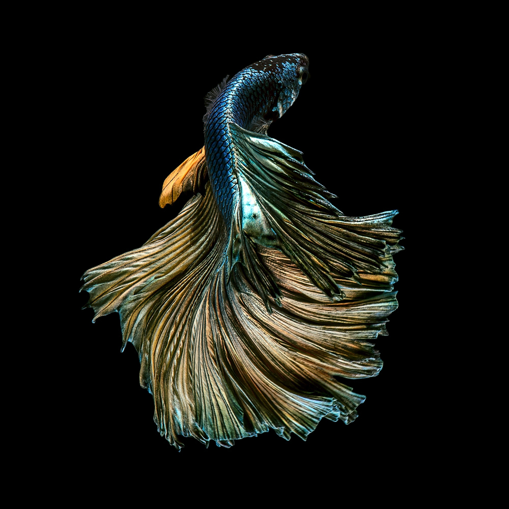 The Elegant of Siamese Fighting Fish