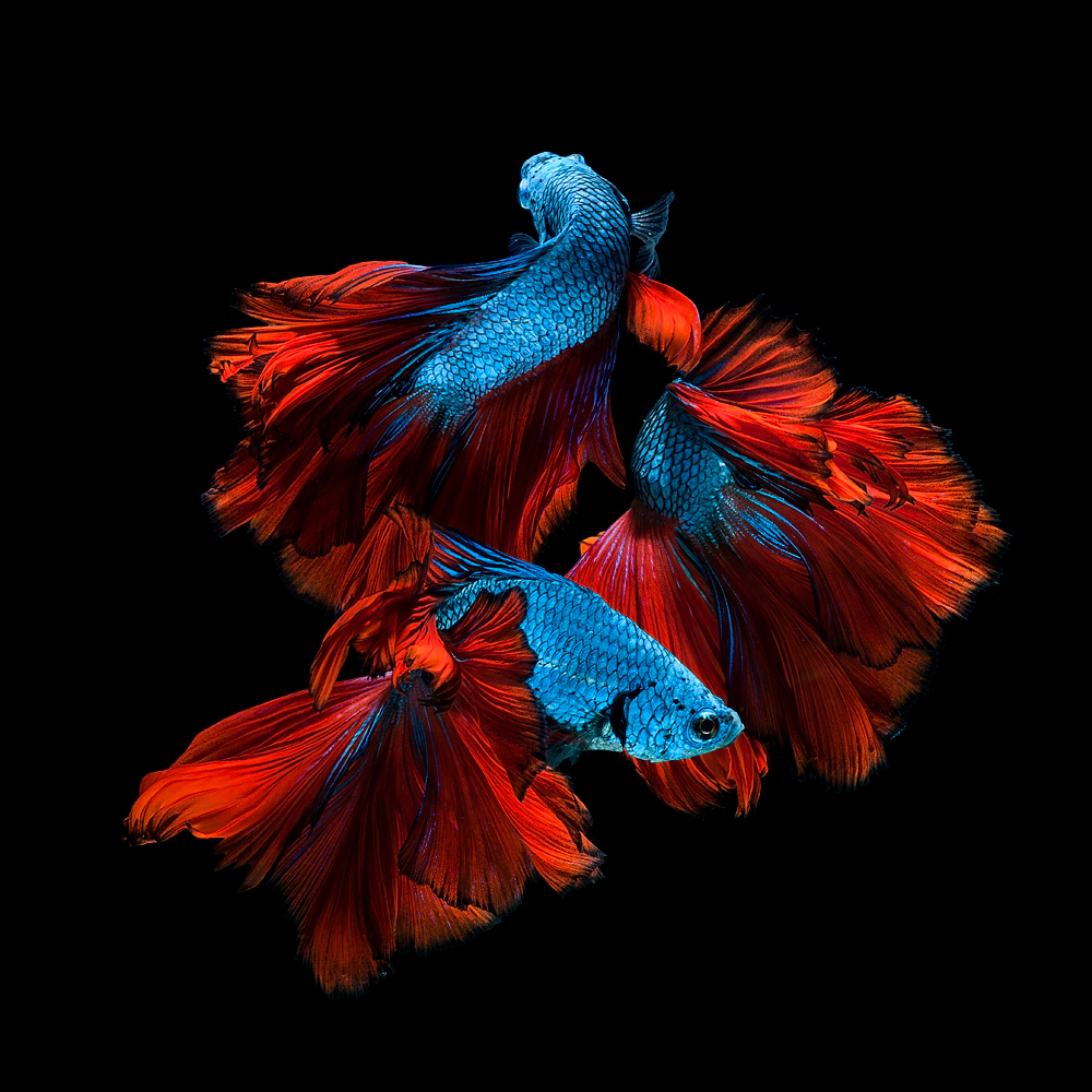 The Elegant of Siamese Fighting Fish