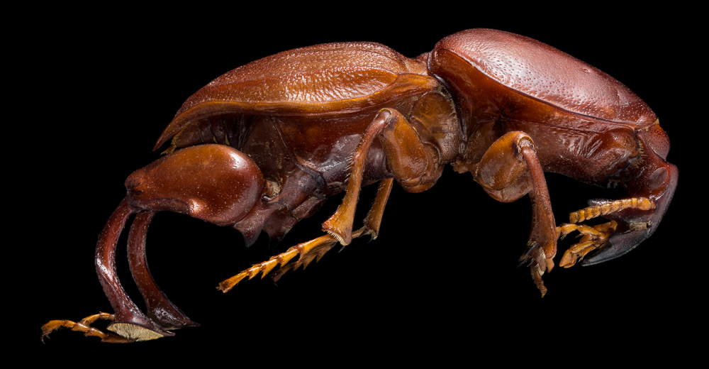 A closer look to diversity in Coleoptera: a macro approach for beetles.