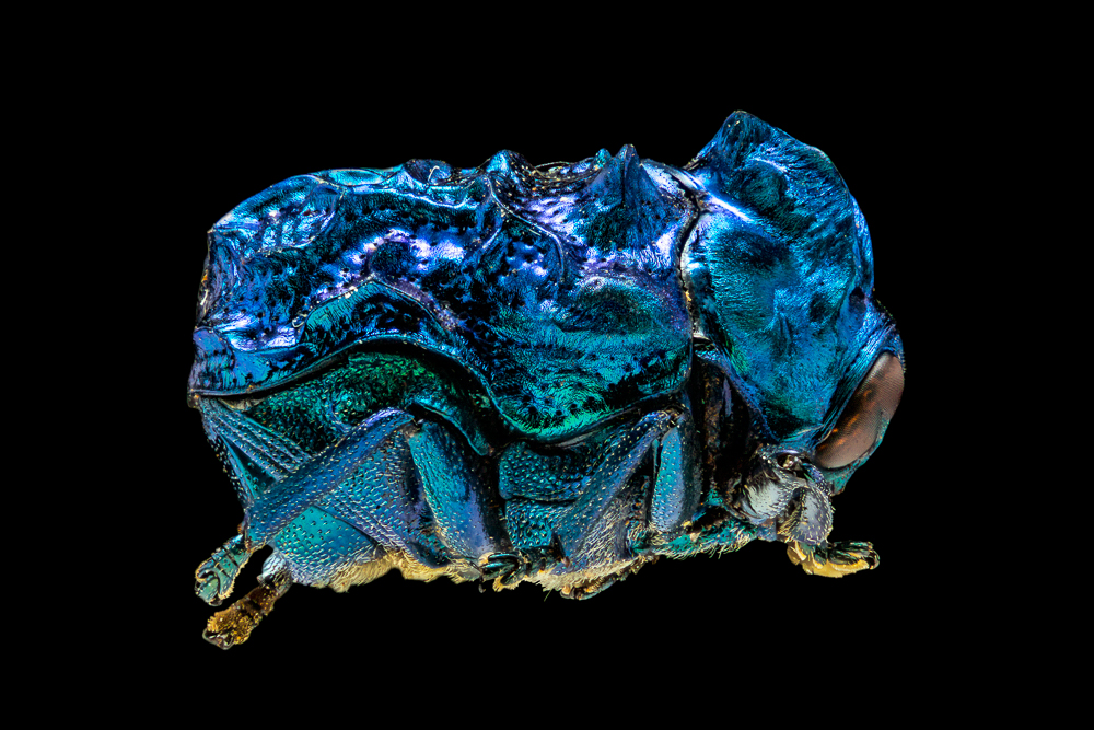 A closer look to diversity in Coleoptera: a macro approach for beetles.