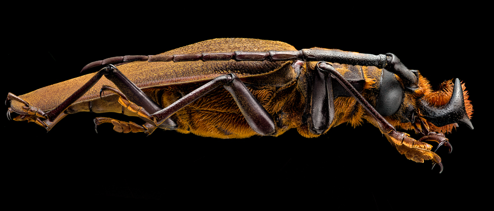 A closer look to diversity in Coleoptera: a macro approach for beetles.