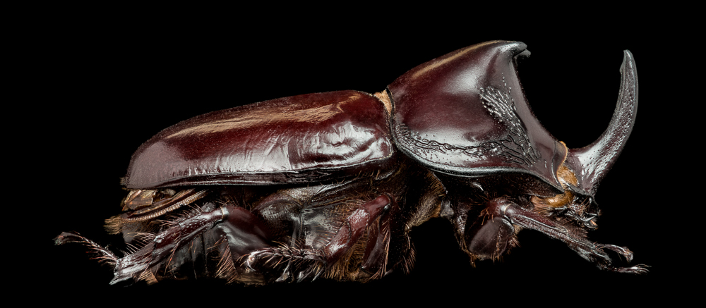 A closer look to diversity in Coleoptera: a macro approach for beetles.