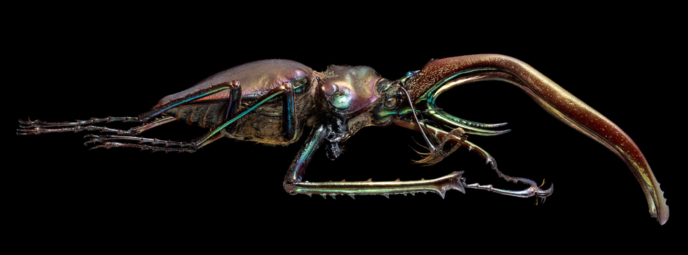 A closer look to diversity in Coleoptera: a macro approach for beetles.