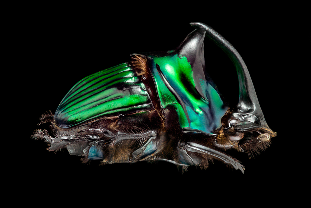 A closer look to diversity in Coleoptera: a macro approach for beetles.