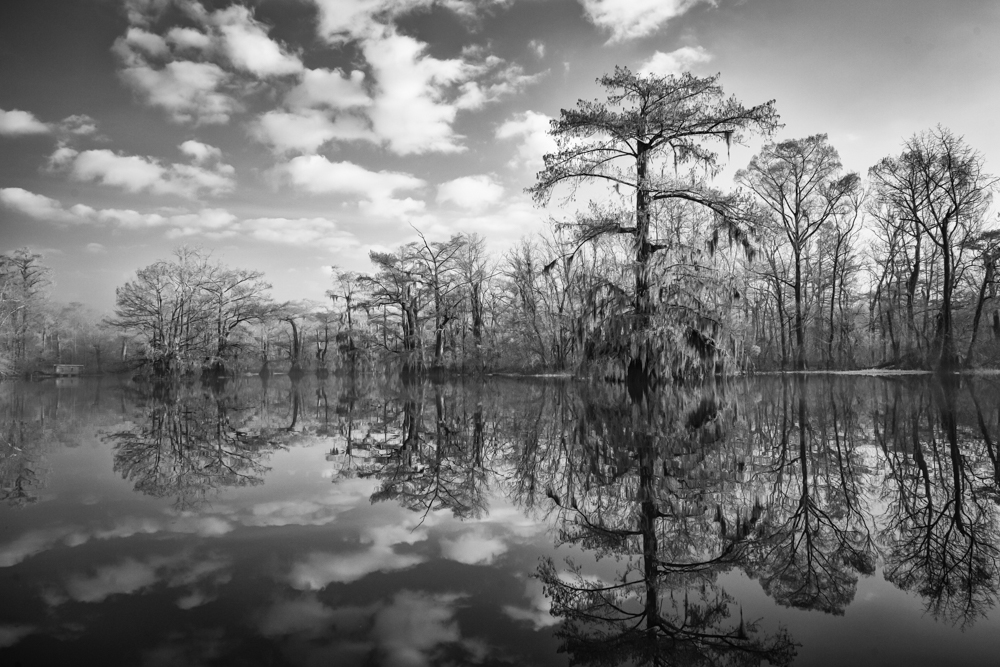 Atchafalaya Dawn