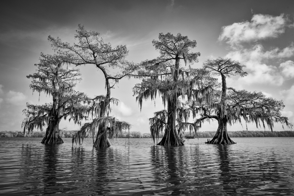 Atchafalaya Dawn