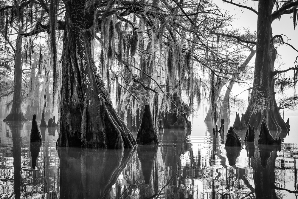 Atchafalaya Dawn